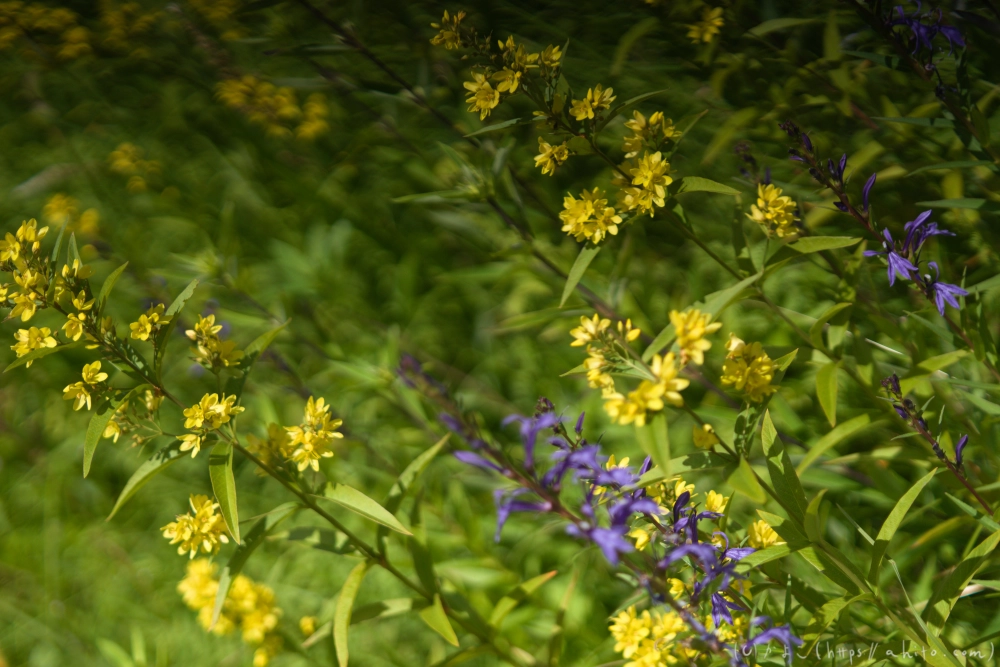入笠山の夏の花と虫・３ - 26