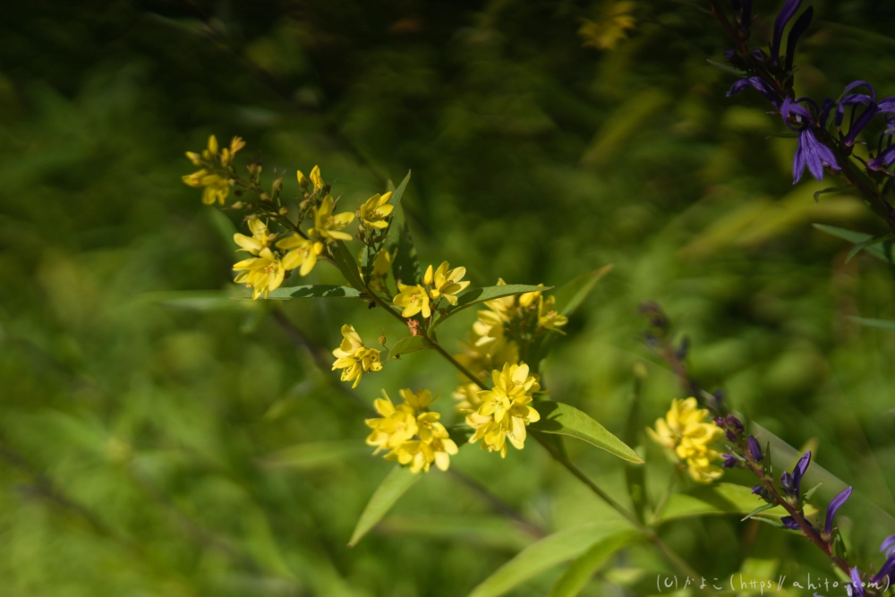 入笠山の夏の花と虫・３ - 27