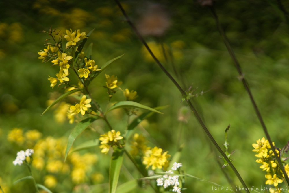入笠山の夏の花と虫・３ - 28