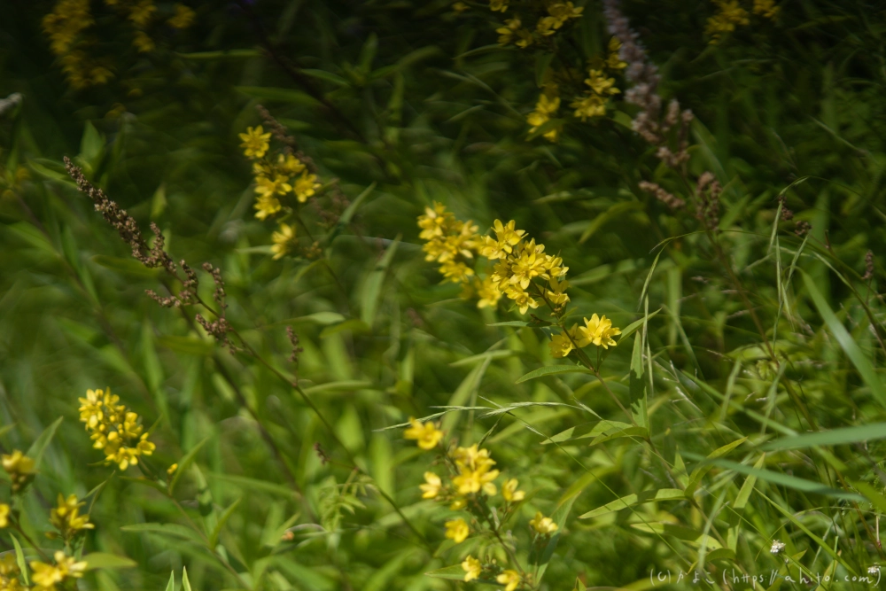 入笠山の夏の花と虫・３ - 29