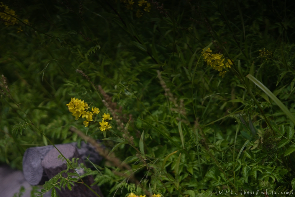 入笠山の夏の花と虫・３ - 30