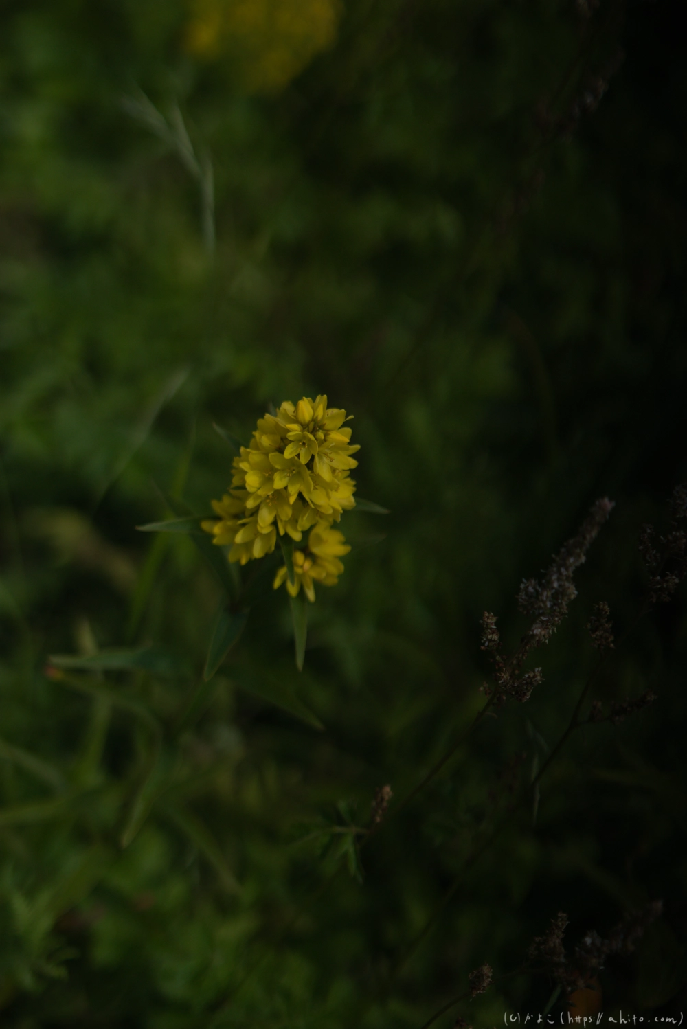 入笠山の夏の花と虫・３ - 31