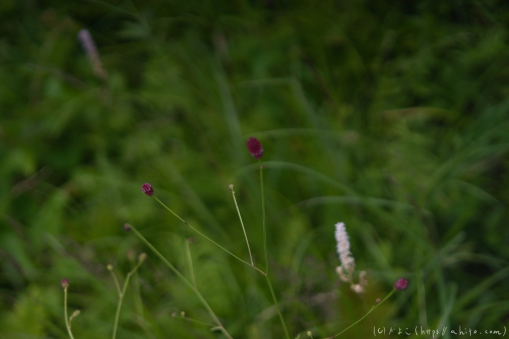入笠山の夏の花と虫・３ - 32