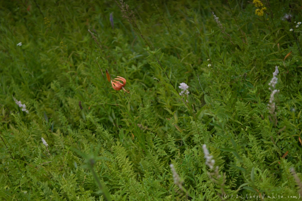 入笠山の夏の花と虫・３ - 33
