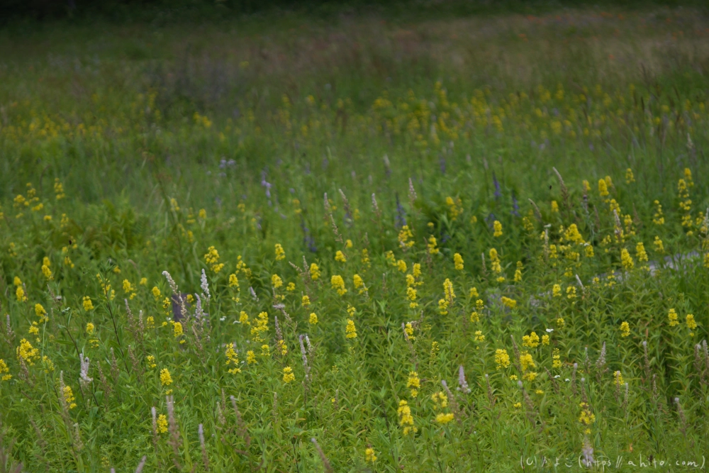 入笠山の夏の花と虫・３ - 34