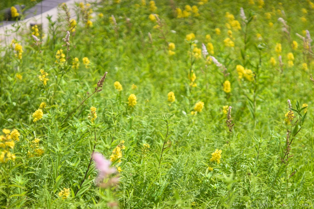 入笠山の夏の花と虫・３ - 35