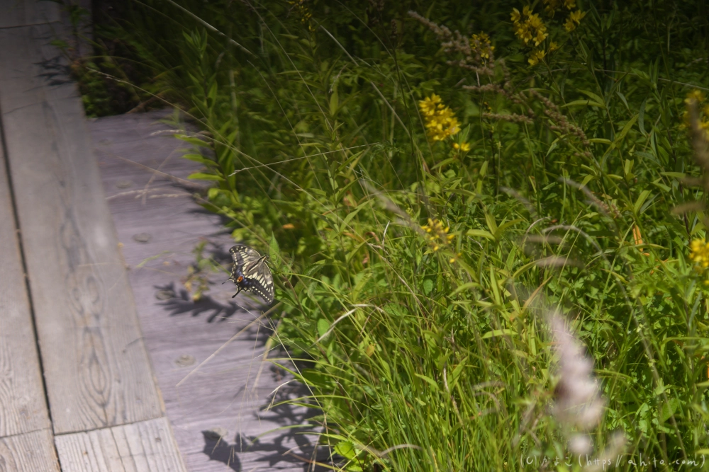 入笠山の夏の花と虫・３ - 36