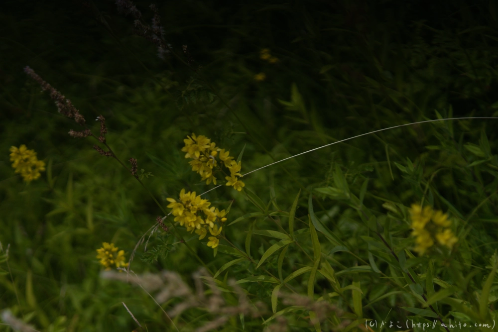 入笠山の夏の花と虫・３ - 37