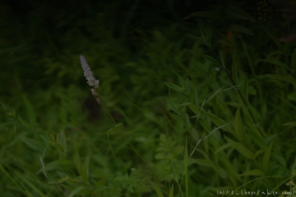 入笠山の夏の花と虫・３ - 38