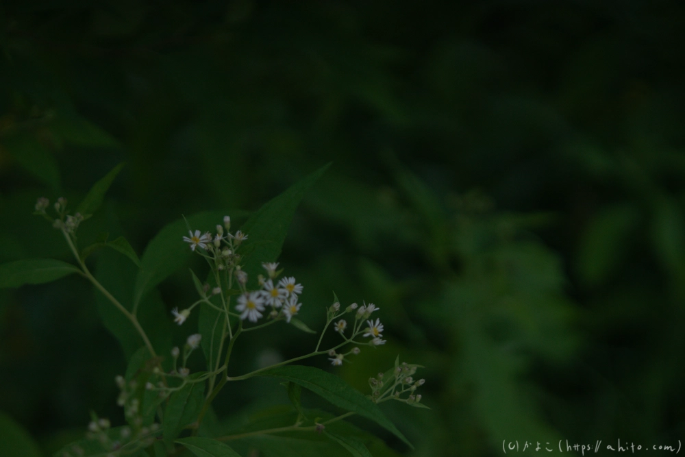 入笠山の夏の花と虫・３ - 39