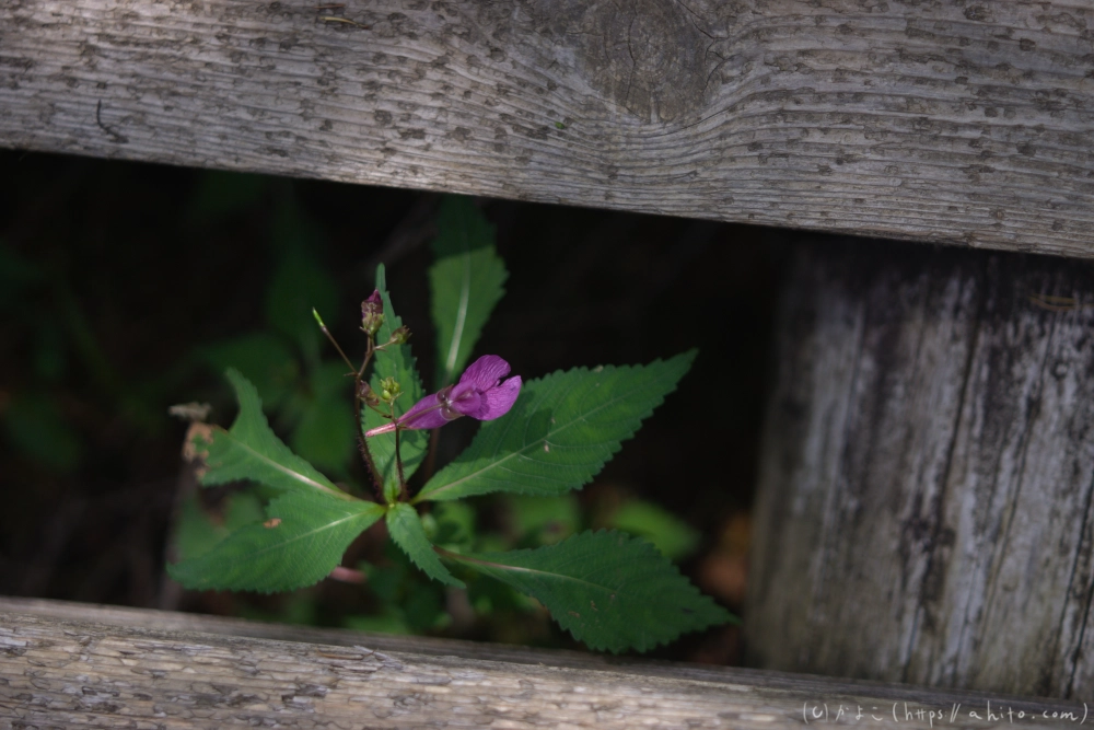 入笠山の夏の花と虫・３ - 40