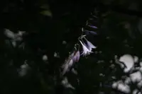 入笠山の夏の花と虫・３