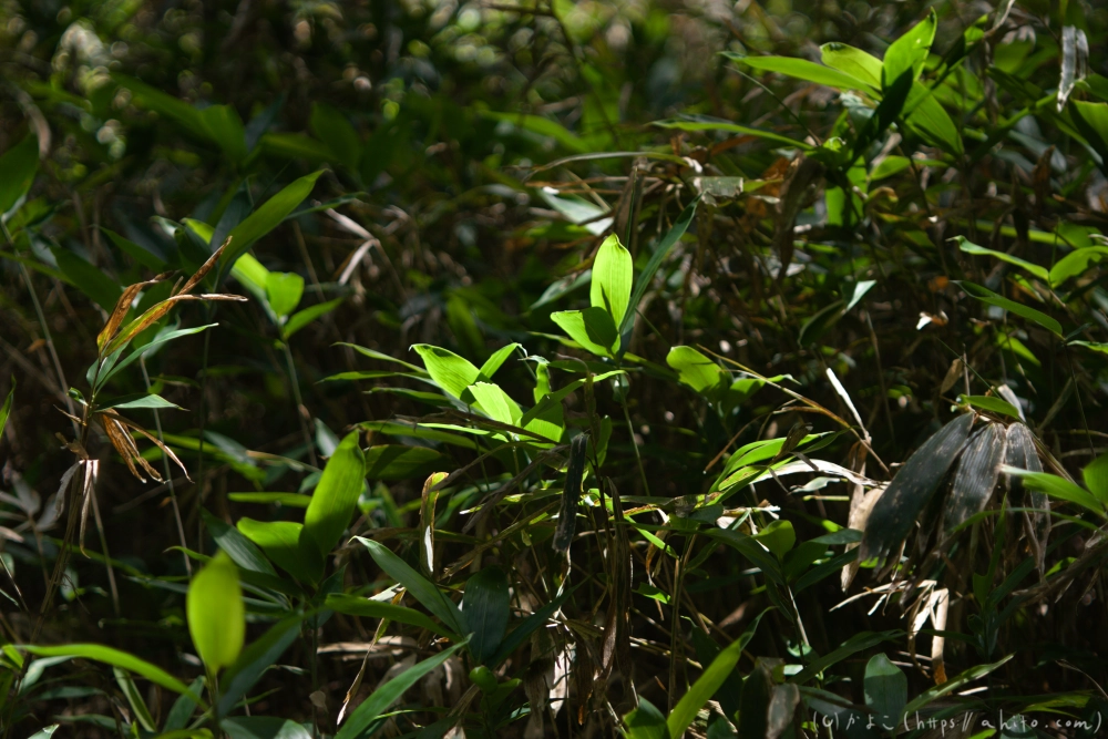 入笠山の夏の花と虫・４ - 01