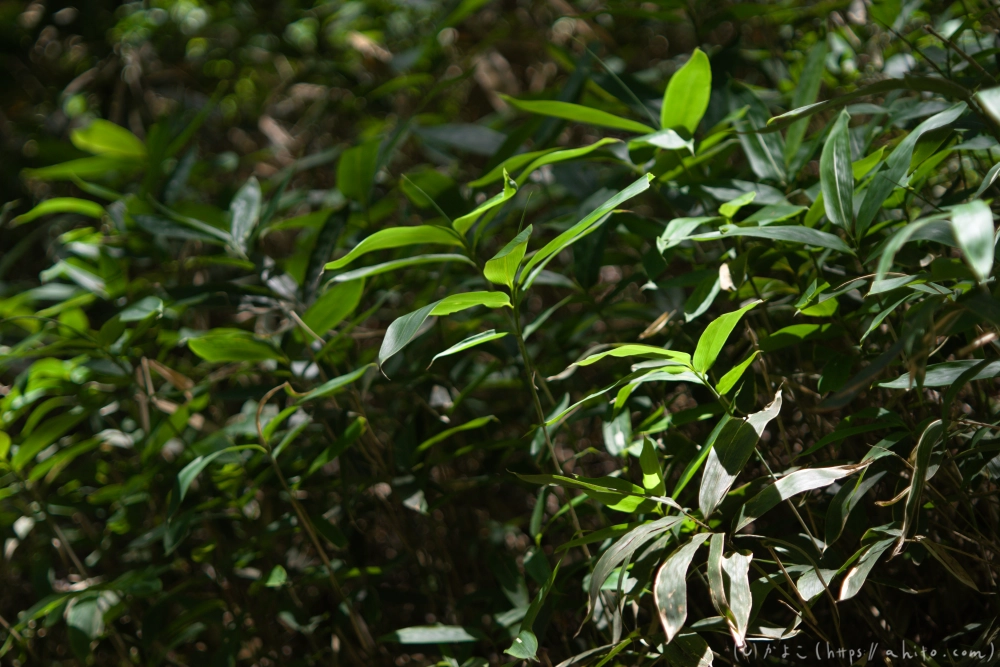 入笠山の夏の花と虫・４ - 02