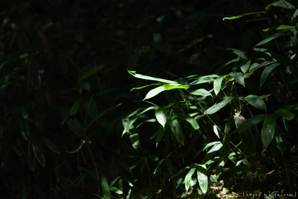 入笠山の夏の花と虫・４ - 03