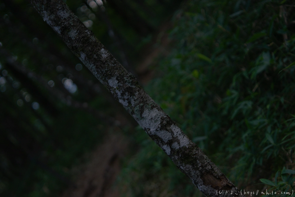 入笠山の夏の花と虫・４ - 04