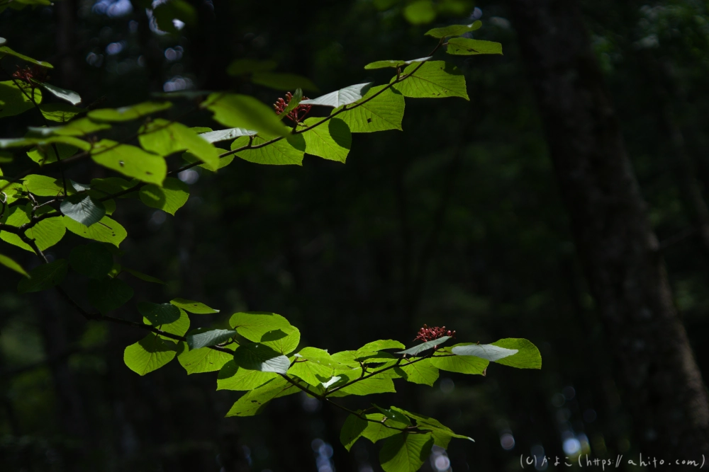 入笠山の夏の花と虫・４ - 05