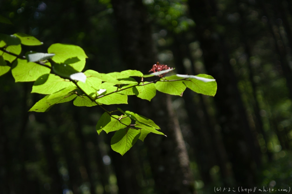 入笠山の夏の花と虫・４ - 06
