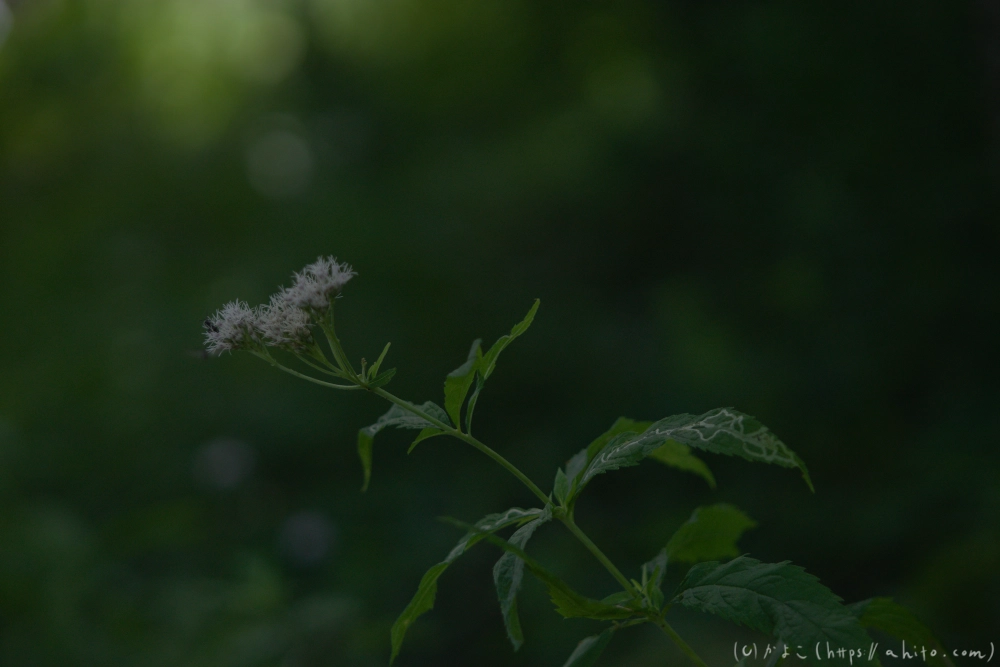 入笠山の夏の花と虫・４ - 07