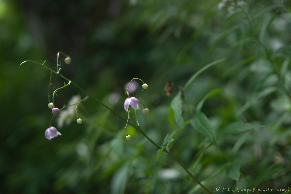 入笠山の夏の花と虫・４ - 08