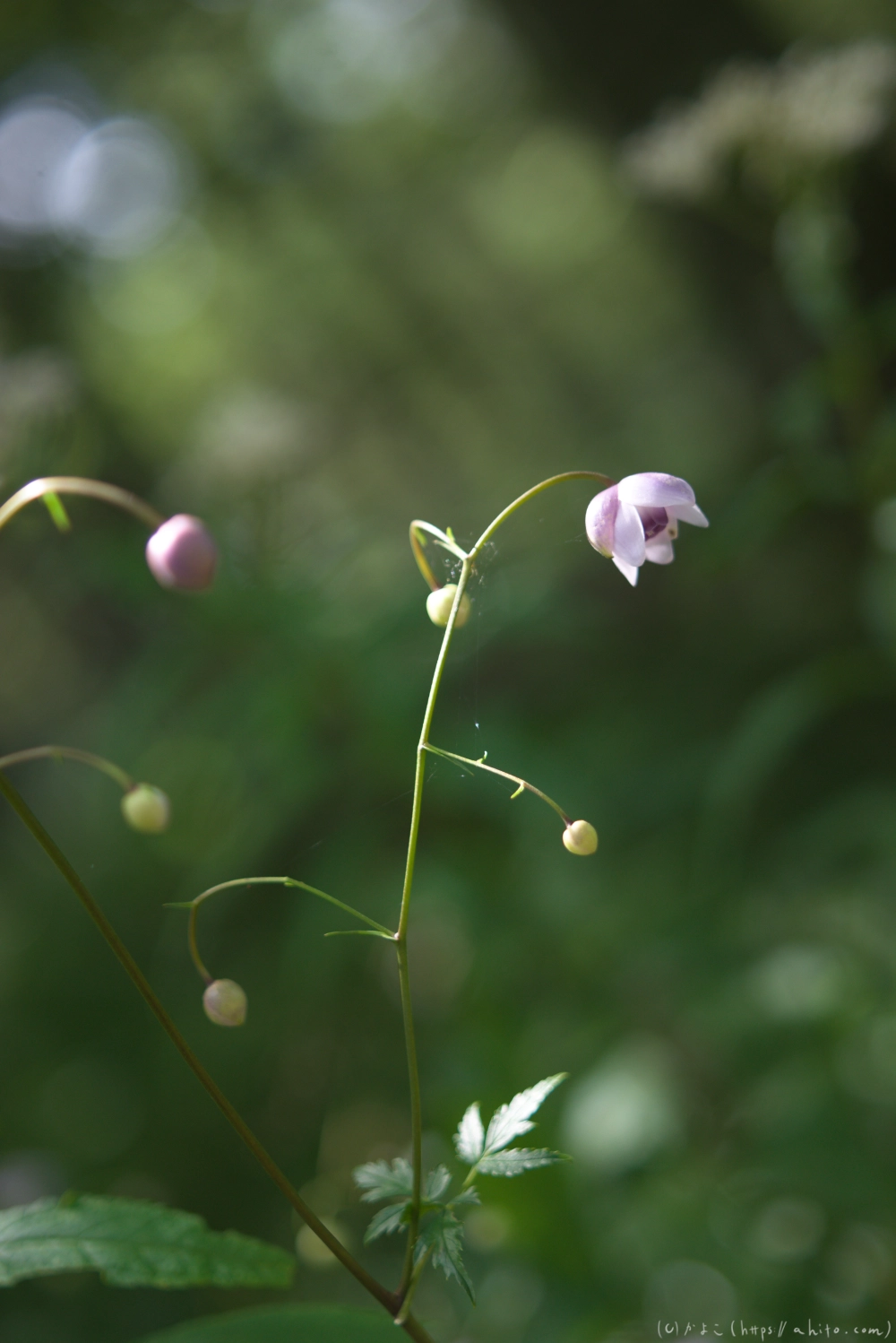 入笠山の夏の花と虫・４ - 09