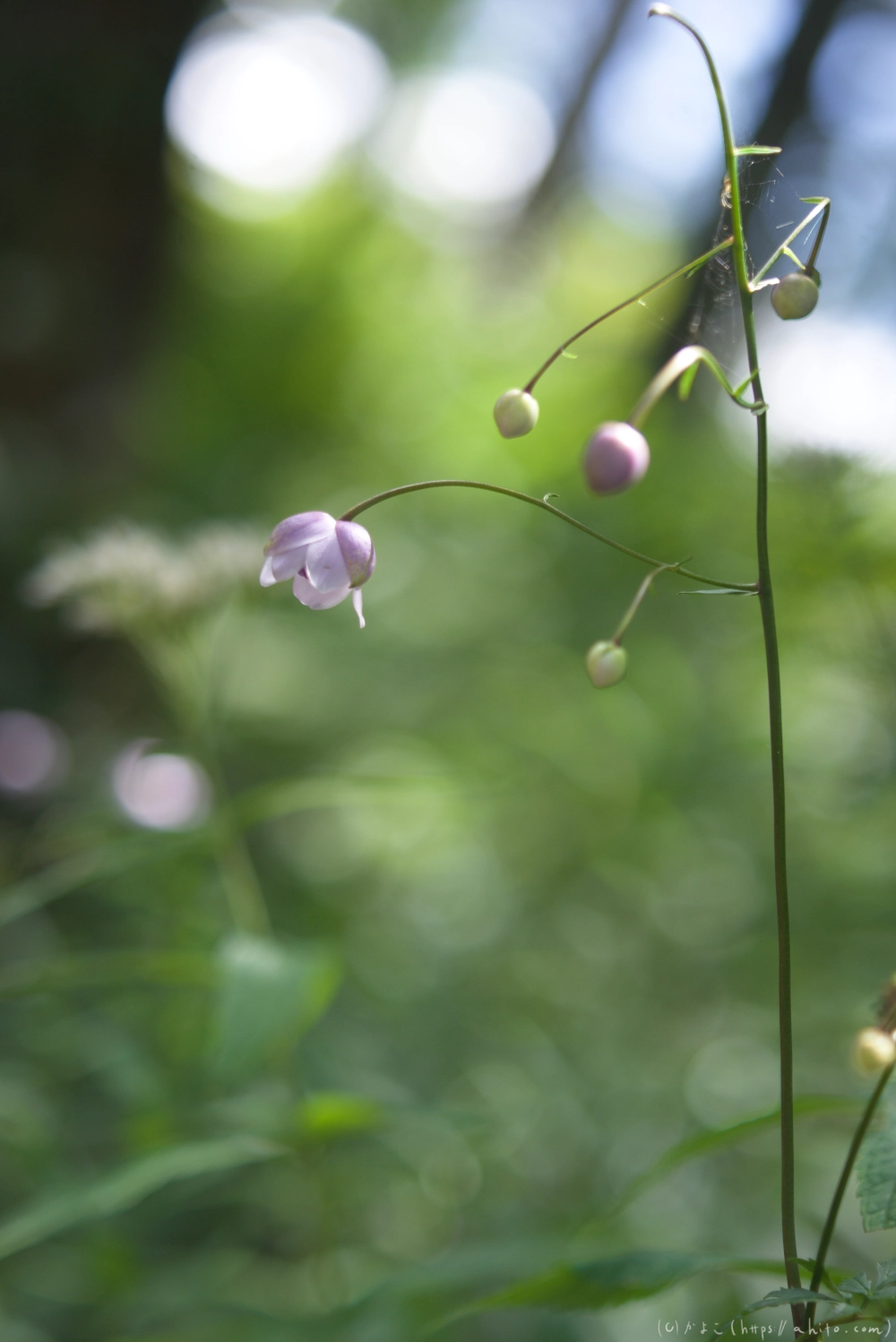入笠山の夏の花と虫・４ - 10