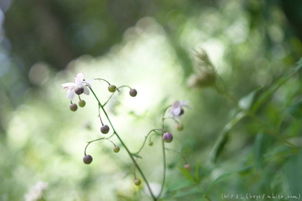 入笠山の夏の花と虫・４ - 11