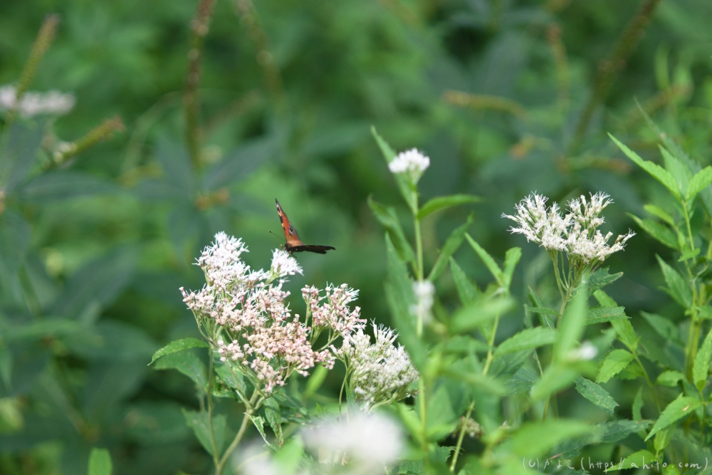 入笠山の夏の花と虫・４ - 12