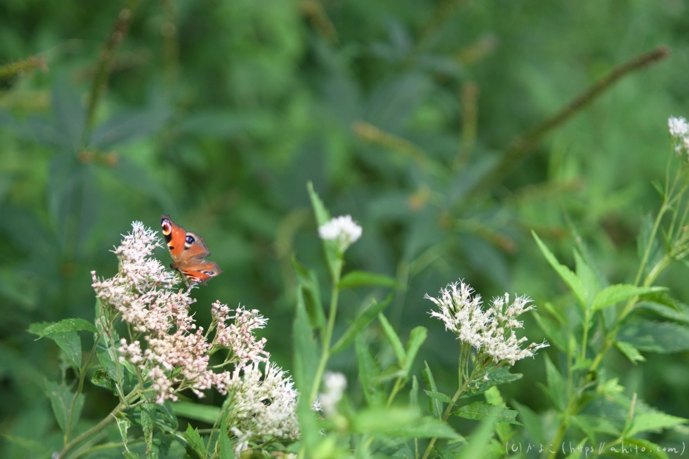 入笠山の夏の花と虫・４ - 13