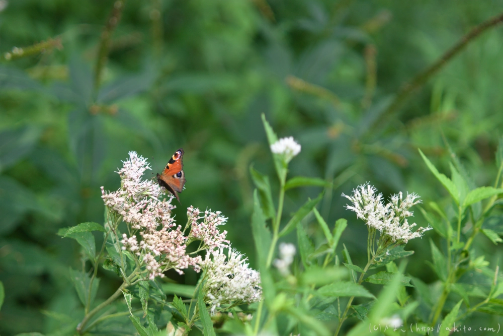 入笠山の夏の花と虫・４ - 14