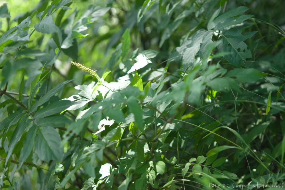 入笠山の夏の花と虫・４ - 15