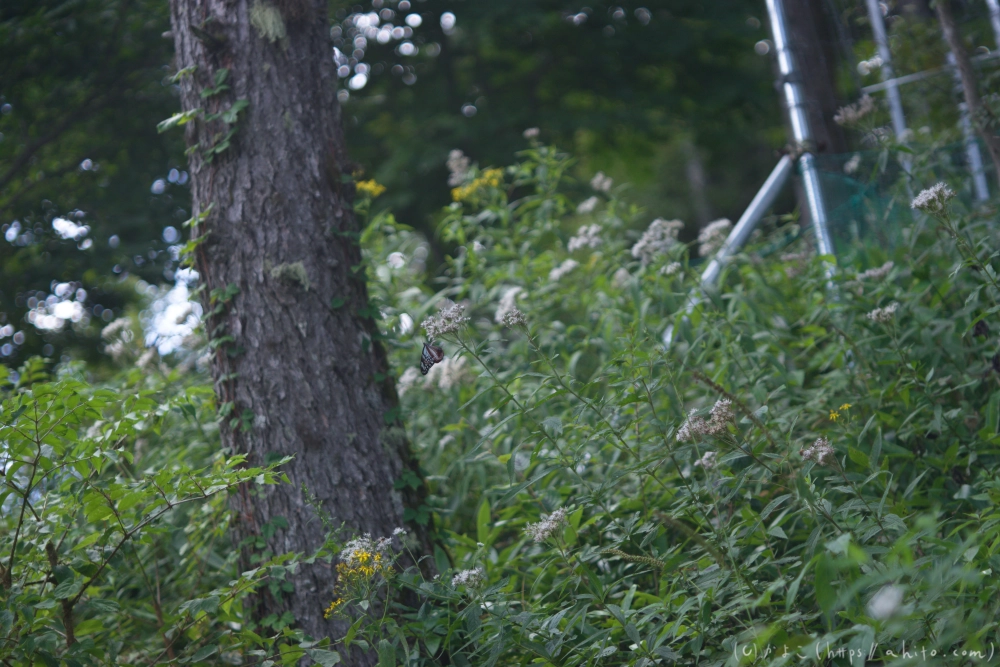 入笠山の夏の花と虫・４ - 16