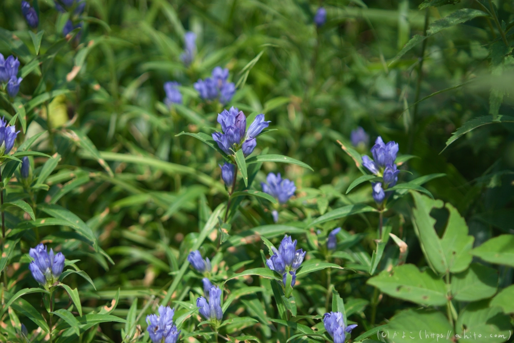 入笠山の夏の花と虫・４ - 17
