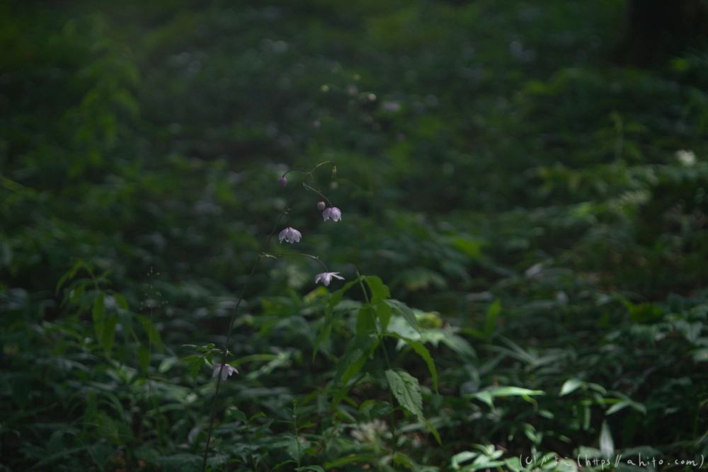 入笠山の夏の花と虫・４ - 18