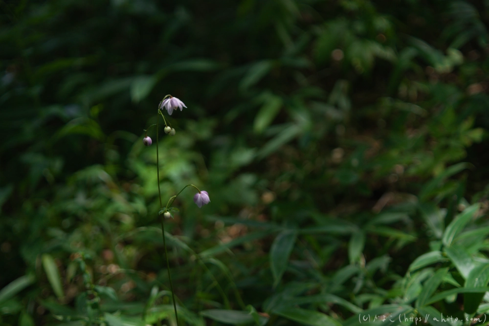 入笠山の夏の花と虫・４ - 19