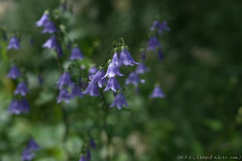 入笠山の夏の花と虫・４ - 20