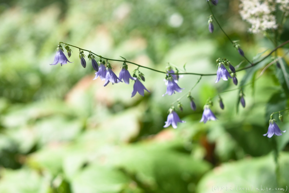 入笠山の夏の花と虫・４ - 21