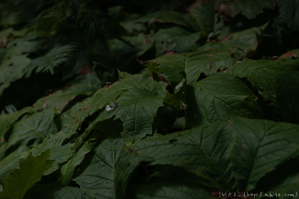 入笠山の夏の花と虫・４ - 22