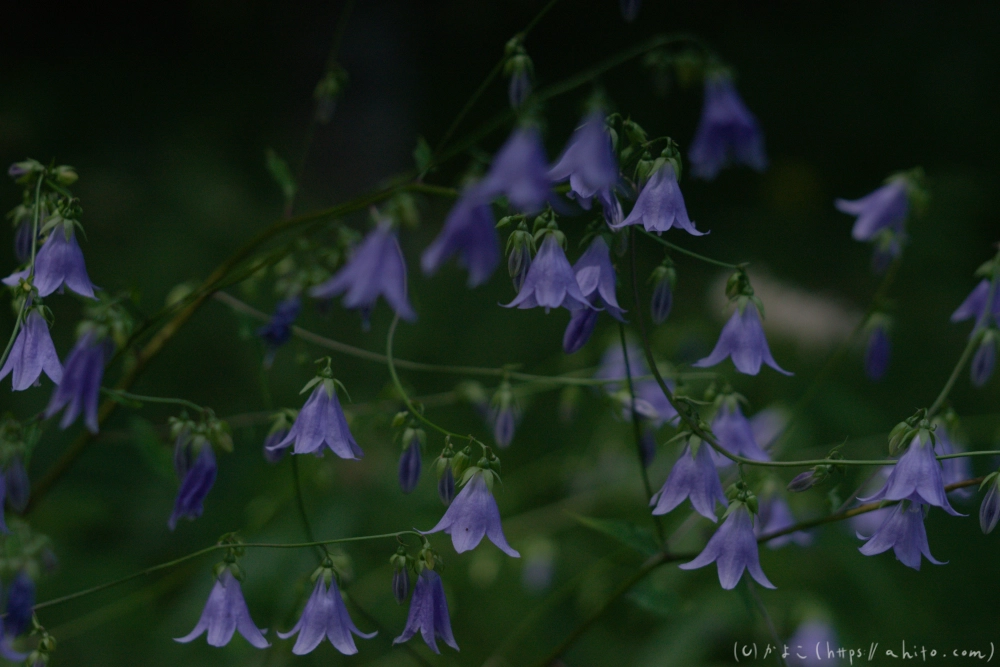 入笠山の夏の花と虫・４ - 23