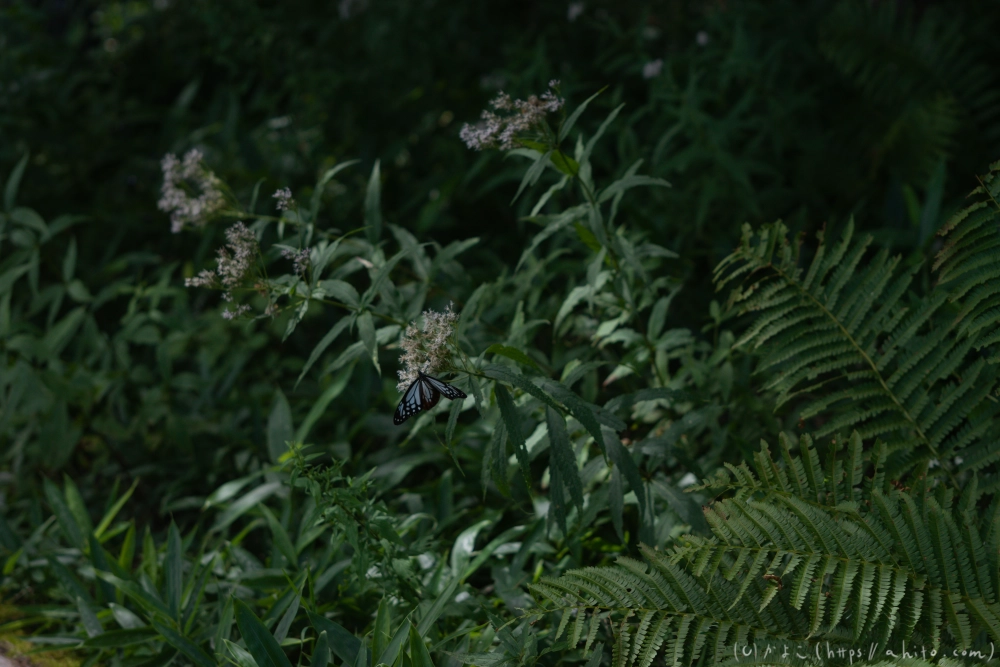 入笠山の夏の花と虫・４ - 24