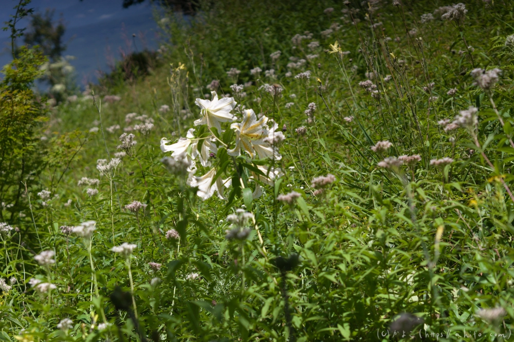 入笠山の夏の花と虫・４ - 25