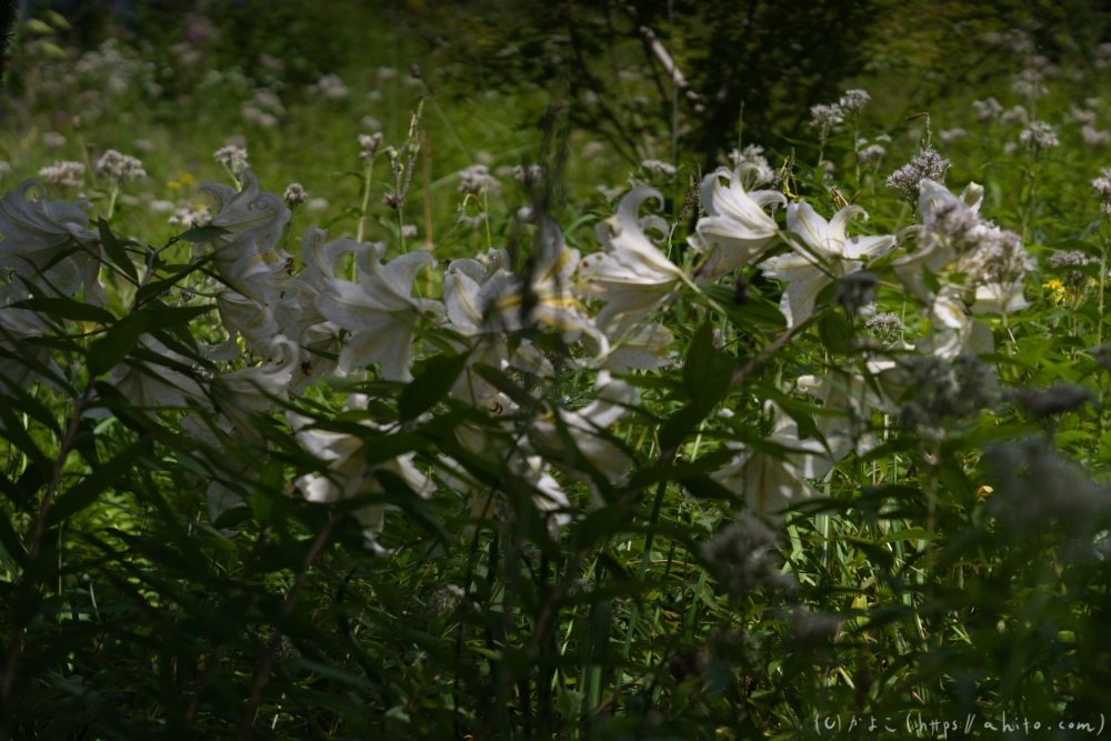 入笠山の夏の花と虫・４ - 26
