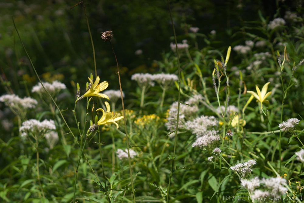 入笠山の夏の花と虫・４ - 27