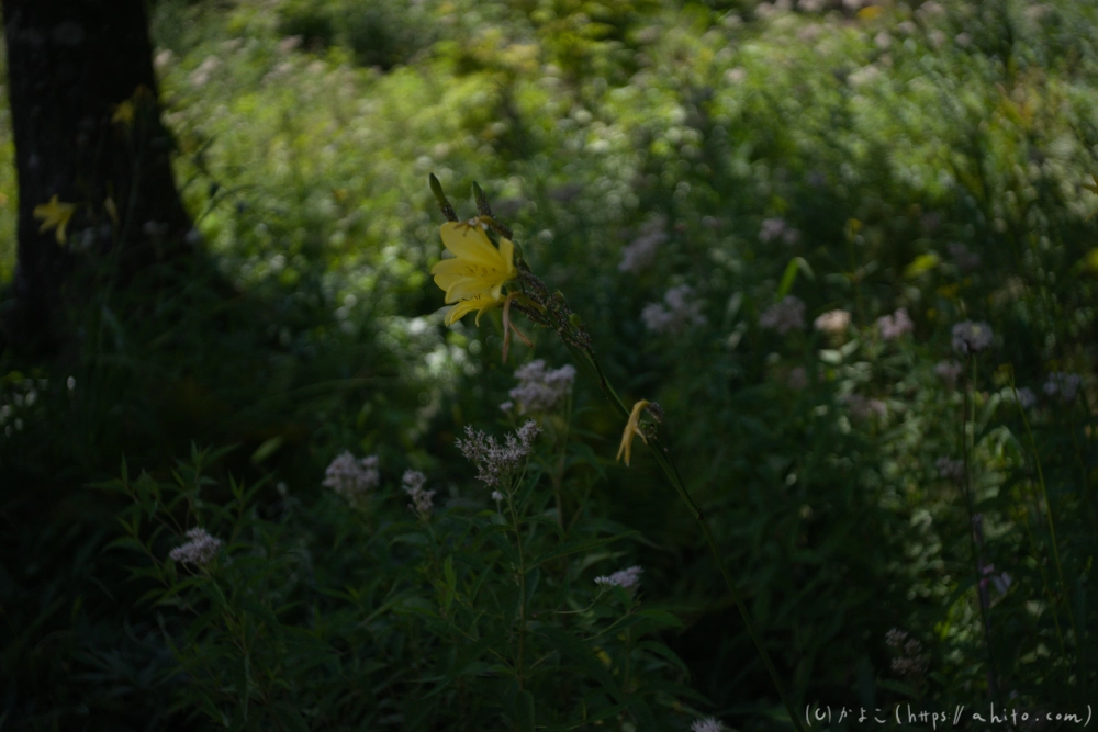 入笠山の夏の花と虫・４ - 28