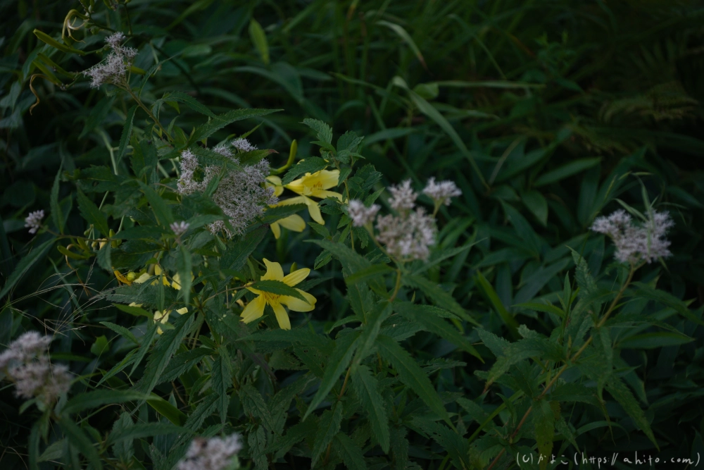 入笠山の夏の花と虫・４ - 29