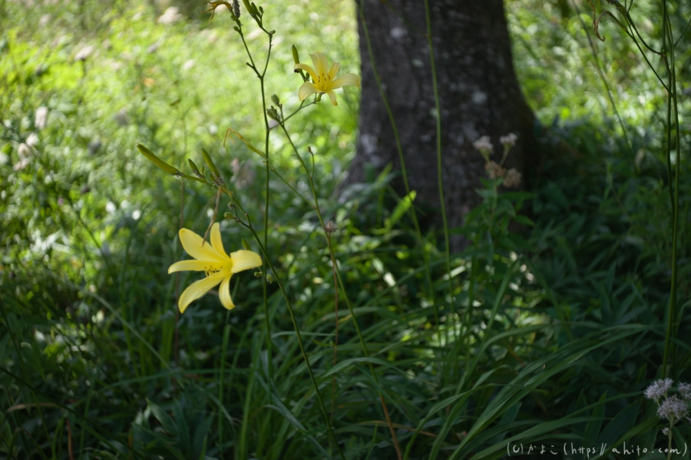 入笠山の夏の花と虫・４ - 30