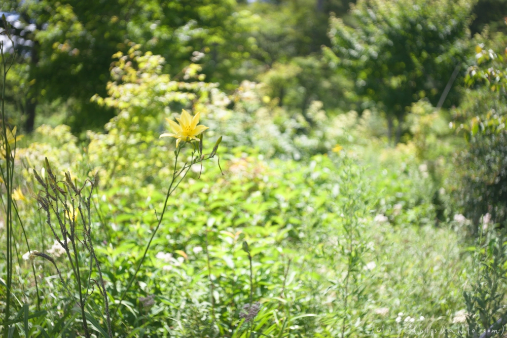 入笠山の夏の花と虫・４ - 31