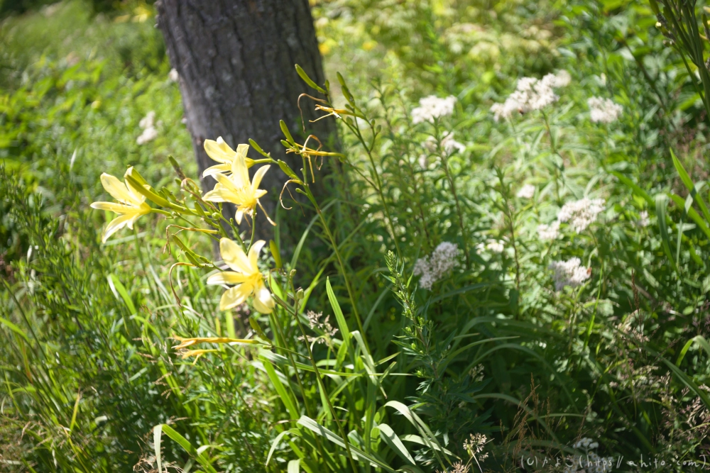 入笠山の夏の花と虫・４ - 32