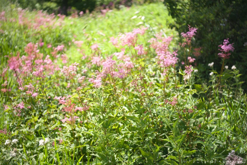 入笠山の夏の花と虫・４ - 33
