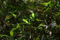 入笠山の夏の花と虫・４